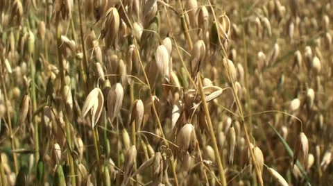 Grain Field in the Summer Stock Footage 32005468