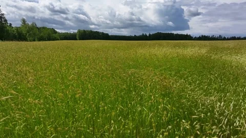 The grain field sways in the wind Stock Footage 321587756