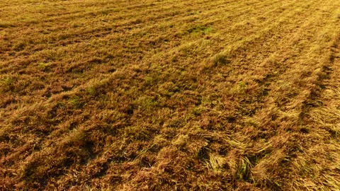Grain Field texture during harvest season under bright sunny afternoon Stockbeeldmateriaal 338068250