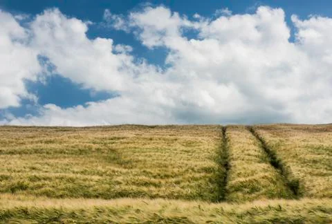 Grain Field with Track Stock Photos