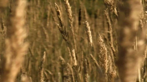 Grain field V1 - HD Stock-Footage 778548