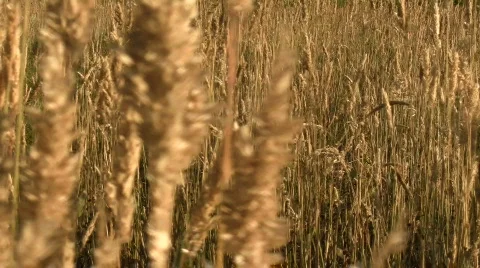 Grain field V2 - HD Stock Footage 778519