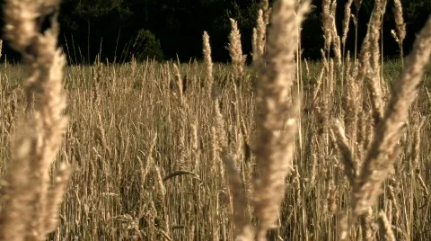 Grain field V3 - HD Stock Footage 778540