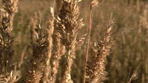 Grain field V4 - HD Stock-Footage 778498