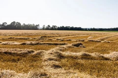 Grain field with wheat Stock Photos