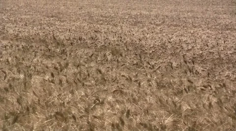 Grain field in the wind Stock Footage 8680723