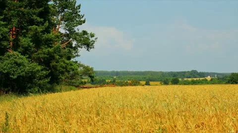 Grain Field with wind wave Video stock 11357762