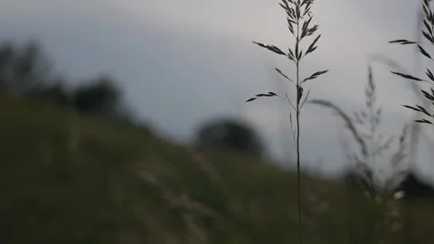Grain field on a windy day, close-up 動画素材 276722946
