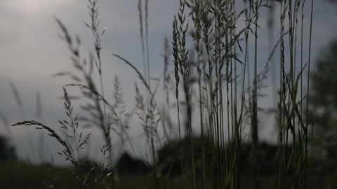 Grain field on a windy day, close-up 動画素材 276722970