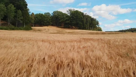 Grain field on a windy day Stockbeeldmateriaal 93315092