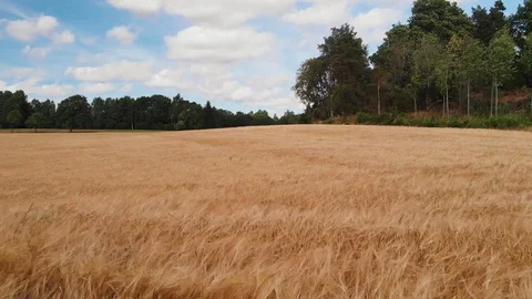 Grain field on a windy day Stockbeeldmateriaal 93316184