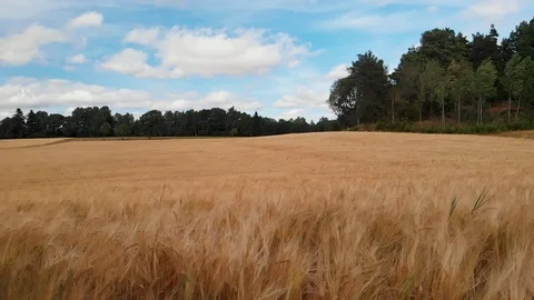 Grain field on a windy day Stockbeeldmateriaal 93316403