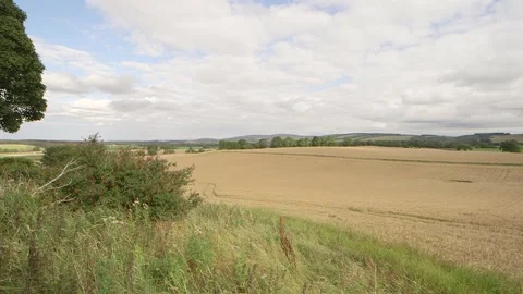 Grain fields 2 Vidéo 143734925