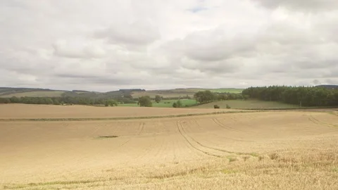 Grain fields 3 Vidéo 143734971