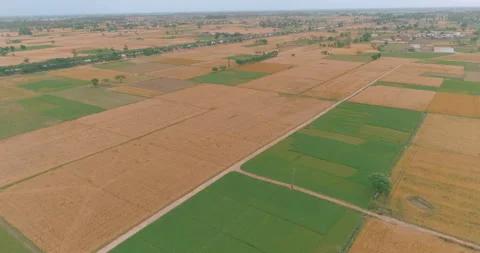 Grain Fields - Aerial Shot Stock Footage 244641067