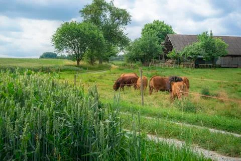 Grain fields and a herd of cows and a stable Stock Photos