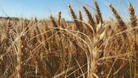 Grain Fields Close Up Shot Stock Footage 244640821