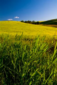Grain fields, farming landscape Foto stock