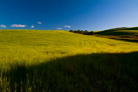 Grain fields, farming landscape Stock Photos