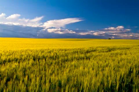 Grain fields, farming landscape Foto stock