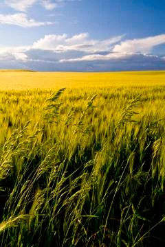 Grain fields, farming landscape Stock Photos