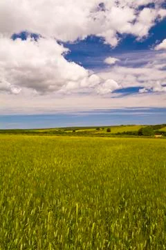Grain fields, farming landscape Stock Photos
