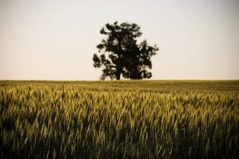 Grain Fields Heads of golden grain stretch out in fields at sundown Copyri... 库存照片