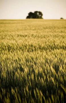 Grain Fields Heads of golden grain stretch out in fields at sundown Copyri... 写真素材