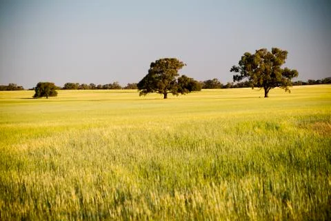 Grain fields Stock Photos