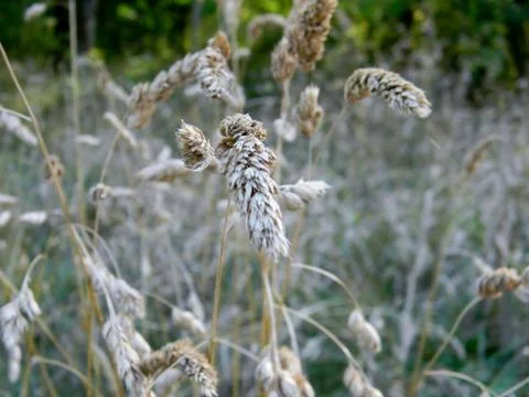 Grain fields Stock Photos