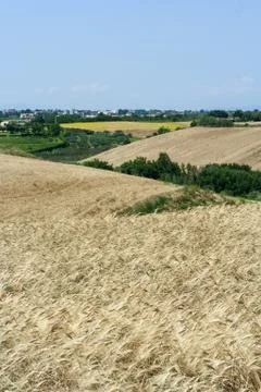 Grain fields Foto stock