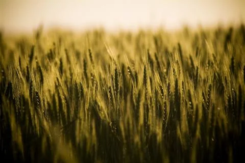 Grain Fields 스톡 사진