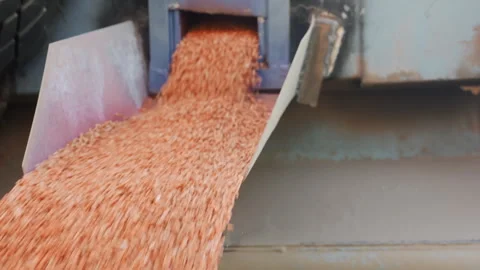 Grain Flowing from Agricultural Hopper During Farm Loading Видео 345022030