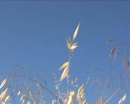  grain Video stock 560374