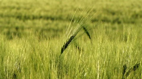 Grain Stock Footage 774036