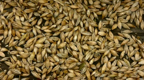 Grain Stock Footage 830733
