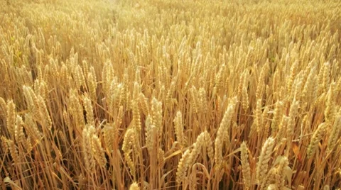 Grain Video stock 7736386