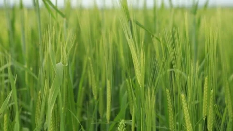 Grain Stock Footage 130350279