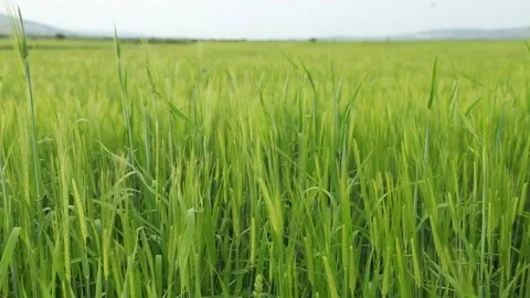 Grain Stock Footage 130350283