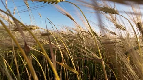 GRAIN Stock Footage 196882075
