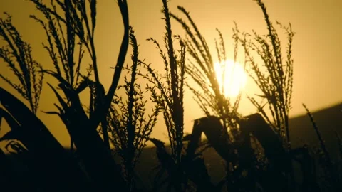 Grain Stock Footage 235269367