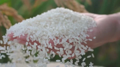 GRAIN Stock Footage 238684011