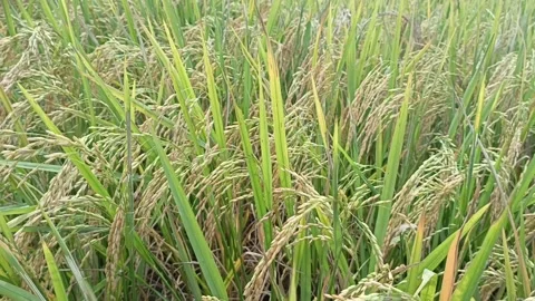 Grain Stock Footage 306600080