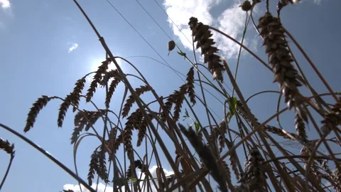 Grain, gluten, sprout, ear. Blue sky and spacious meadow. Video stock 290066653