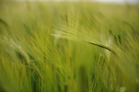 Grain in green Stock Photos