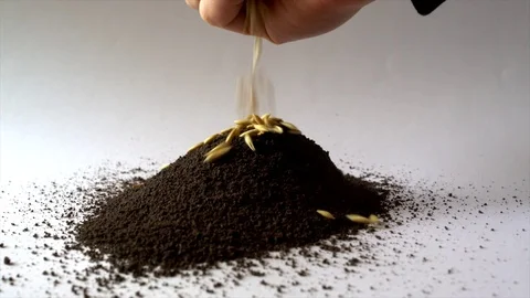 Grain in the ground Stock-Footage 73631826