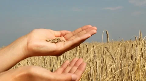 Grain on hand Stock Footage 8574093