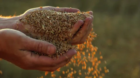 Grain in the hands of the farmer Stock Footage 25828718