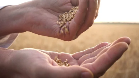Grain is in the hands of the farmer, slow motion Video stock 111853185