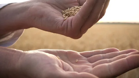 Grain is in the hands of the farmer, slow motion Video stock 111853207